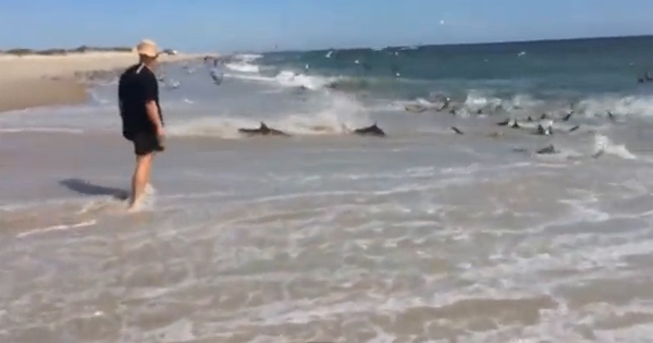 หาดูยาก ฝูงฉลามนับร้อยต้อนไล่ปลาเล็กกินถึงชายหาด