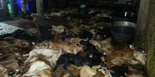 บุกทลายโรงชำแหละสุนัข พบ