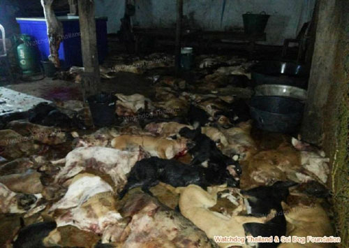 บุกทลายโรงชำแหละสุนัข พบ