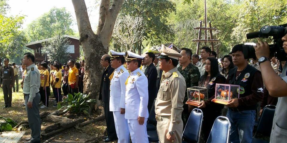 พิธีปล่อยวัวแดงสัตว์ป่าไกล้สูญพันธุ์คืนสู่ผืนป่าเป็นครั้งแรกของโลก