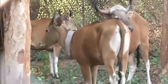 ผู้แทนพระองค์เปิดโครงการปล่อยวัวแดงคืนสู่ธรรมชาติที่หน่วยพิทักษ์ป่าสลักพระ