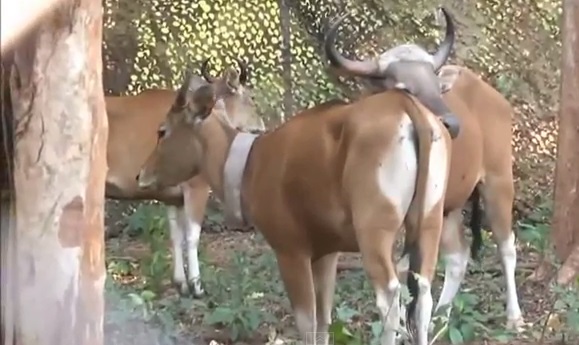 ผู้แทนพระองค์เปิดโครงการปล่อยวัวแดงคืนสู่ธรรมชาติที่หน่วยพิทักษ์ป่าสลักพระ