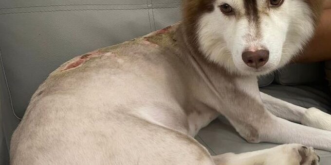 Screenshot-2024-06-06-155808